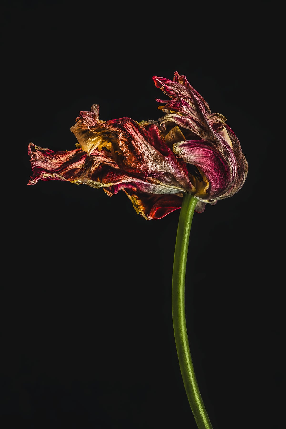 Portfolio Image
