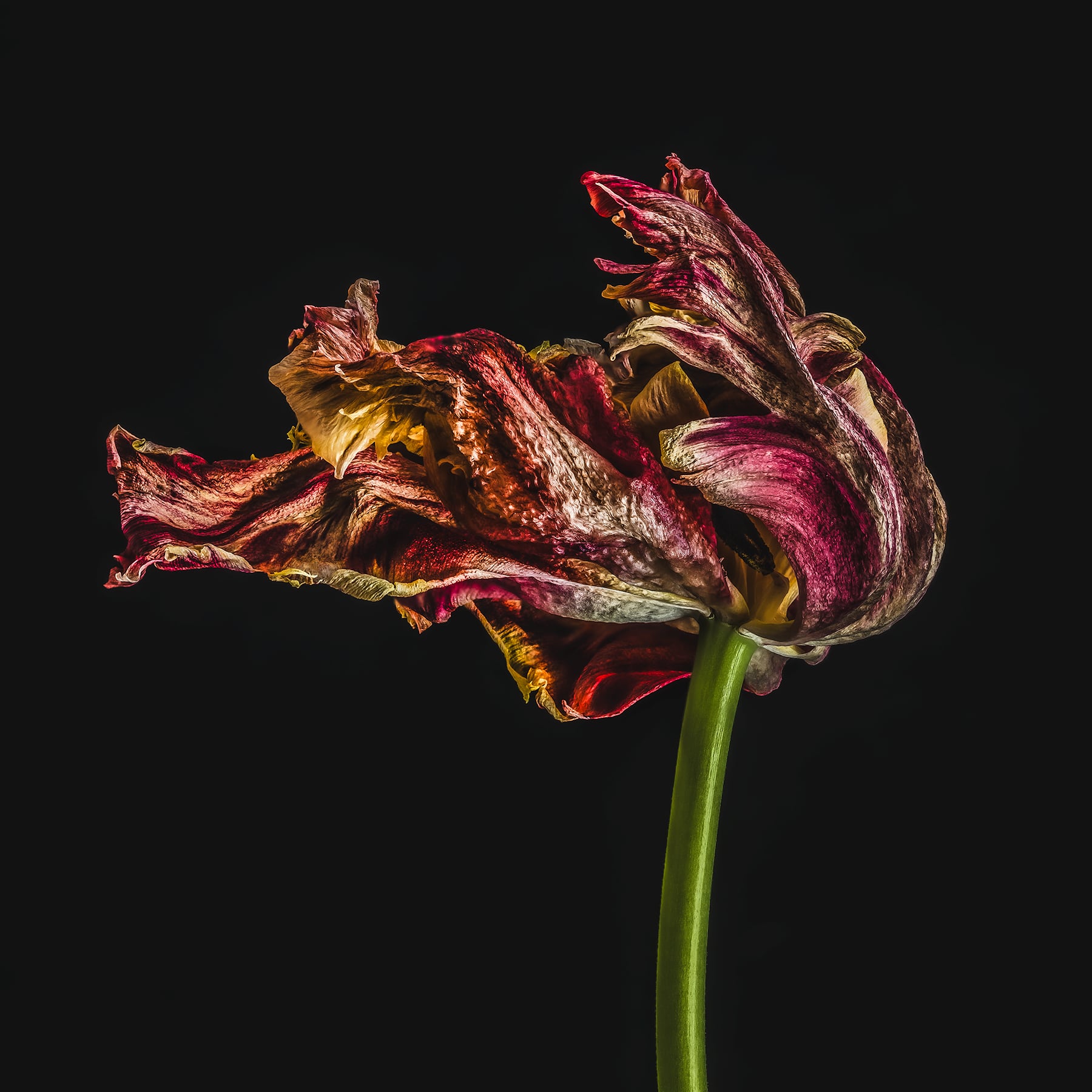 Portfolio Image