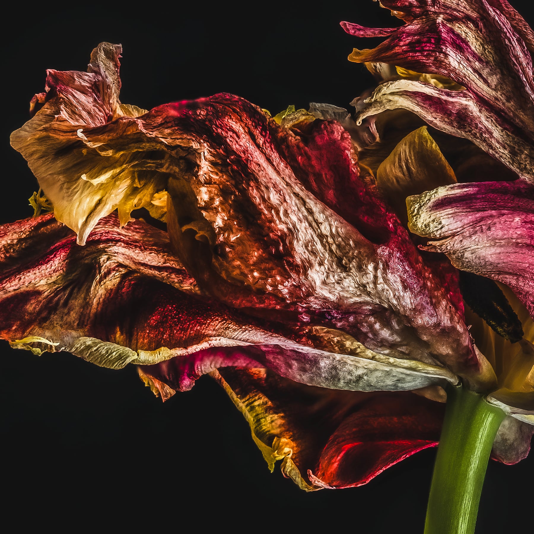 Portfolio Image
