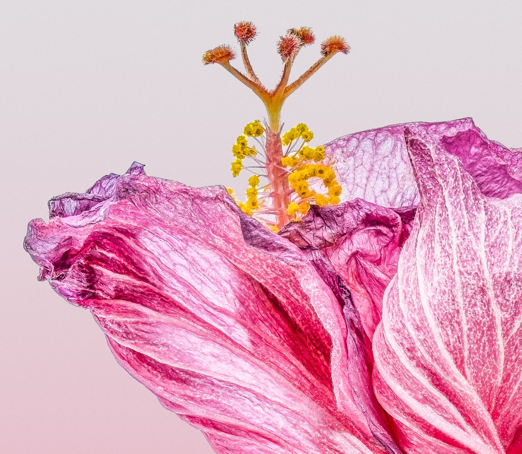 Portfolio Image
