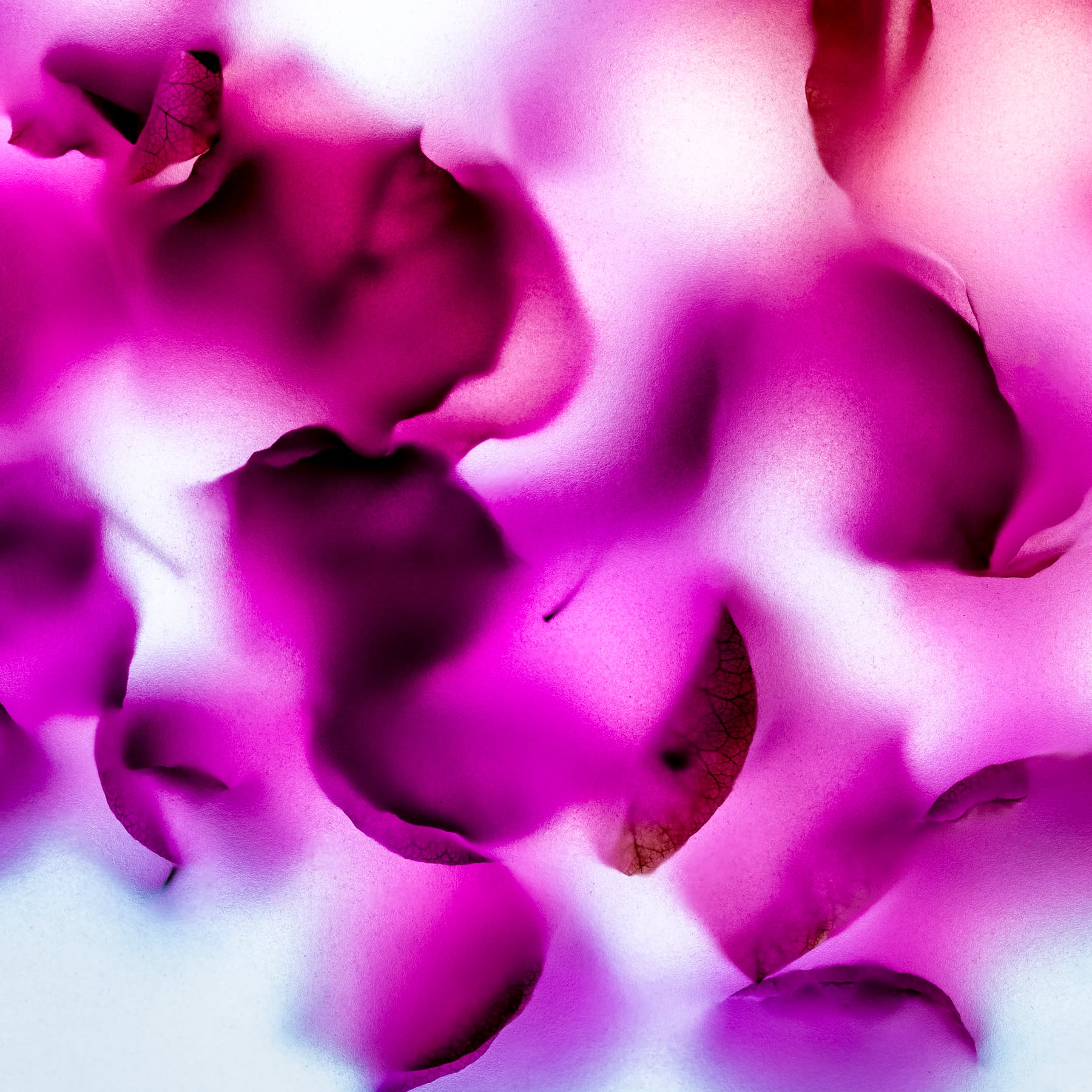 Portfolio Image