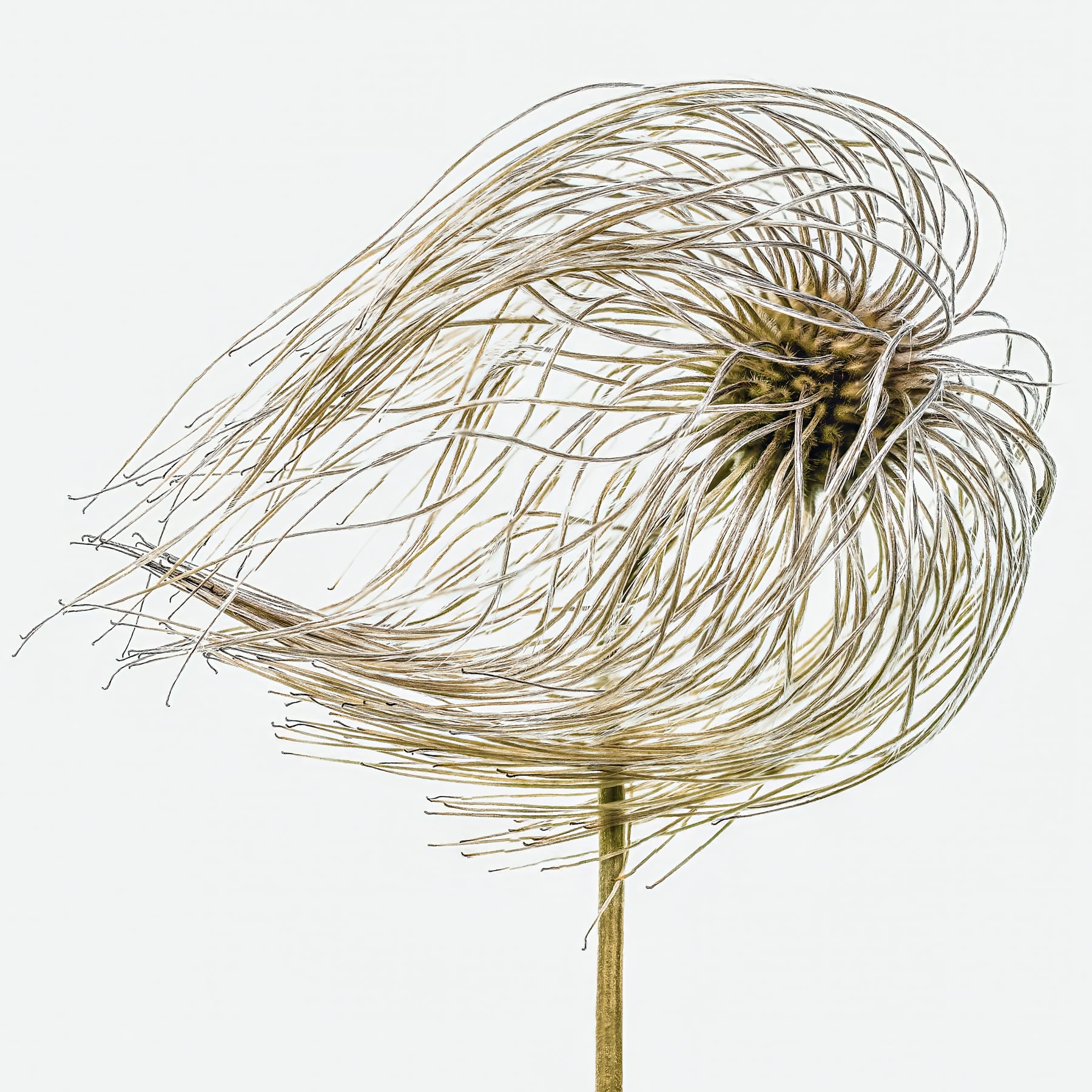 Portfolio Image