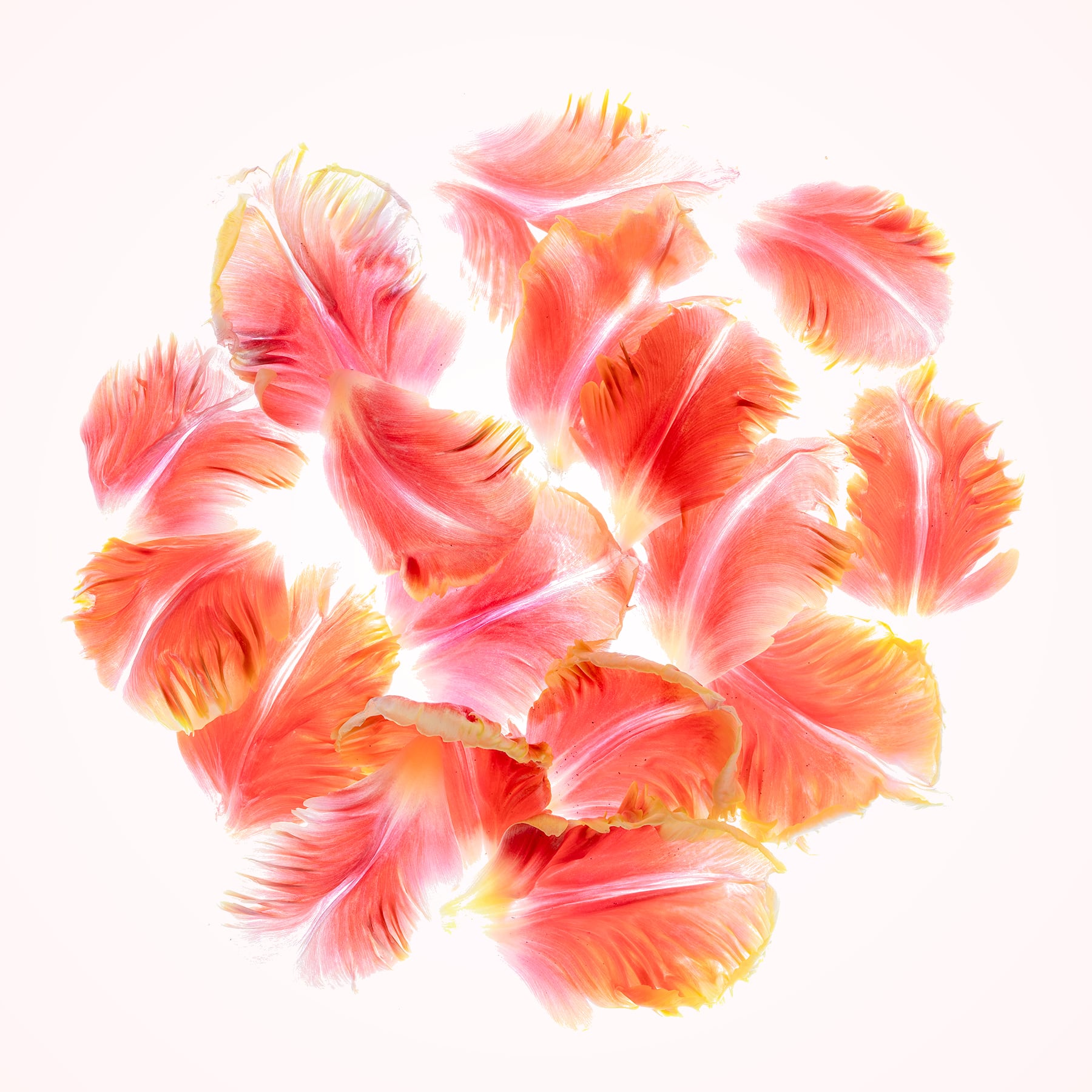 Portfolio Image