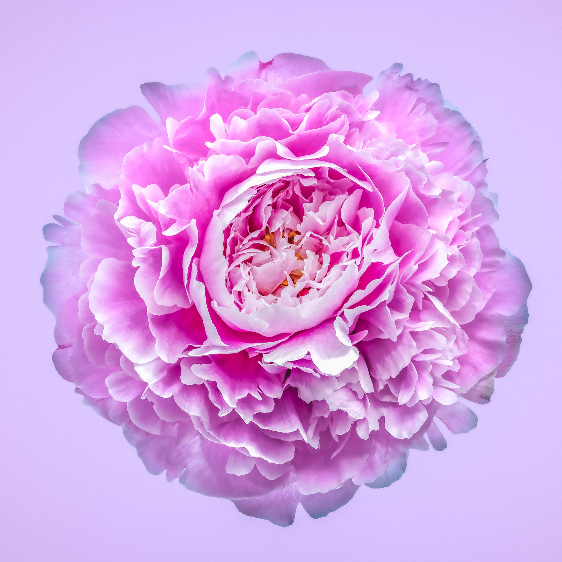 Portfolio Image