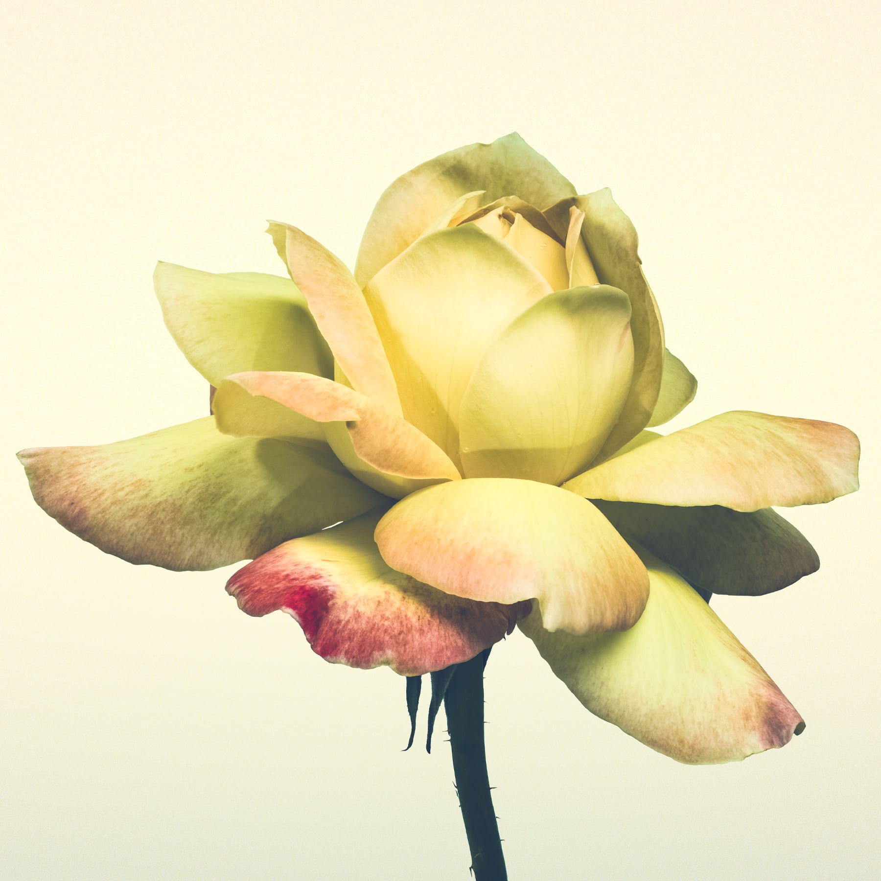 Portfolio Image