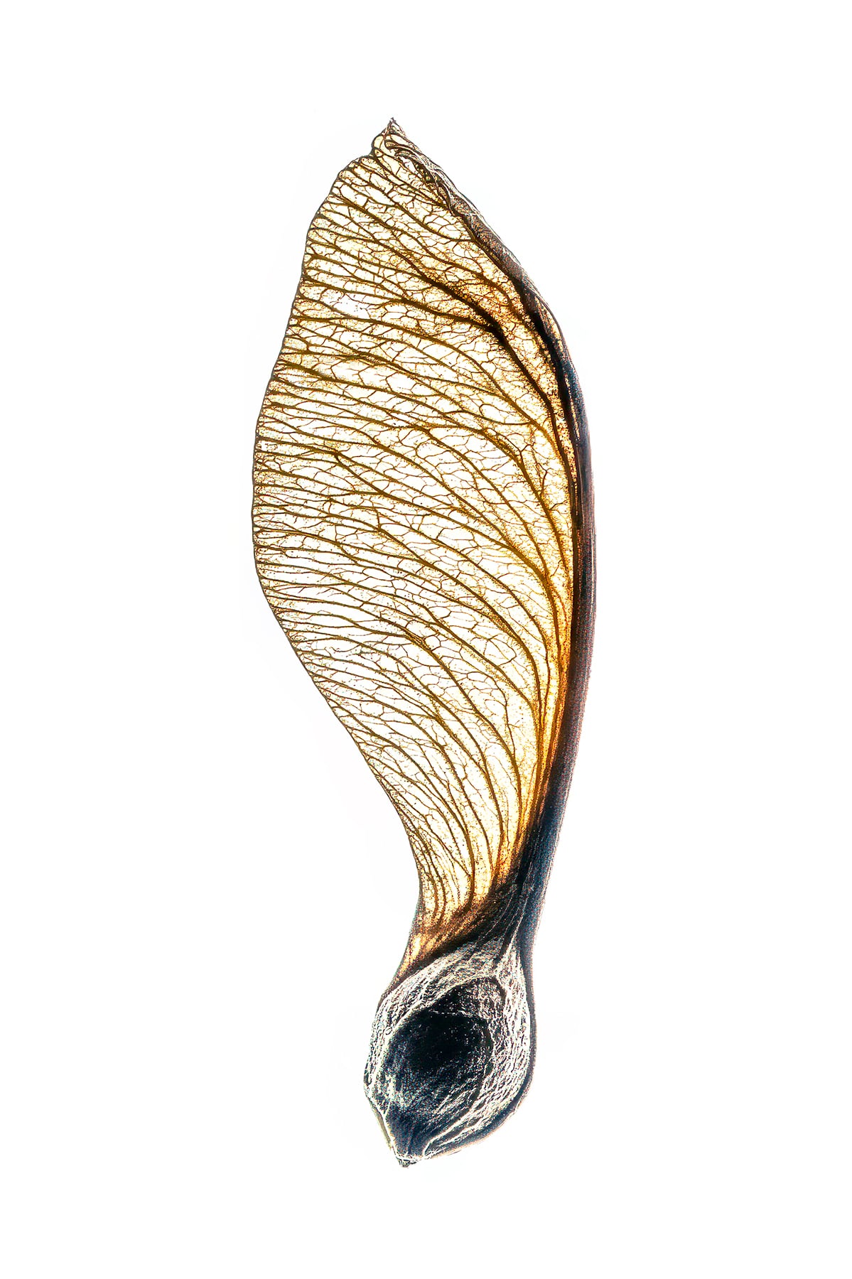 Portfolio Image