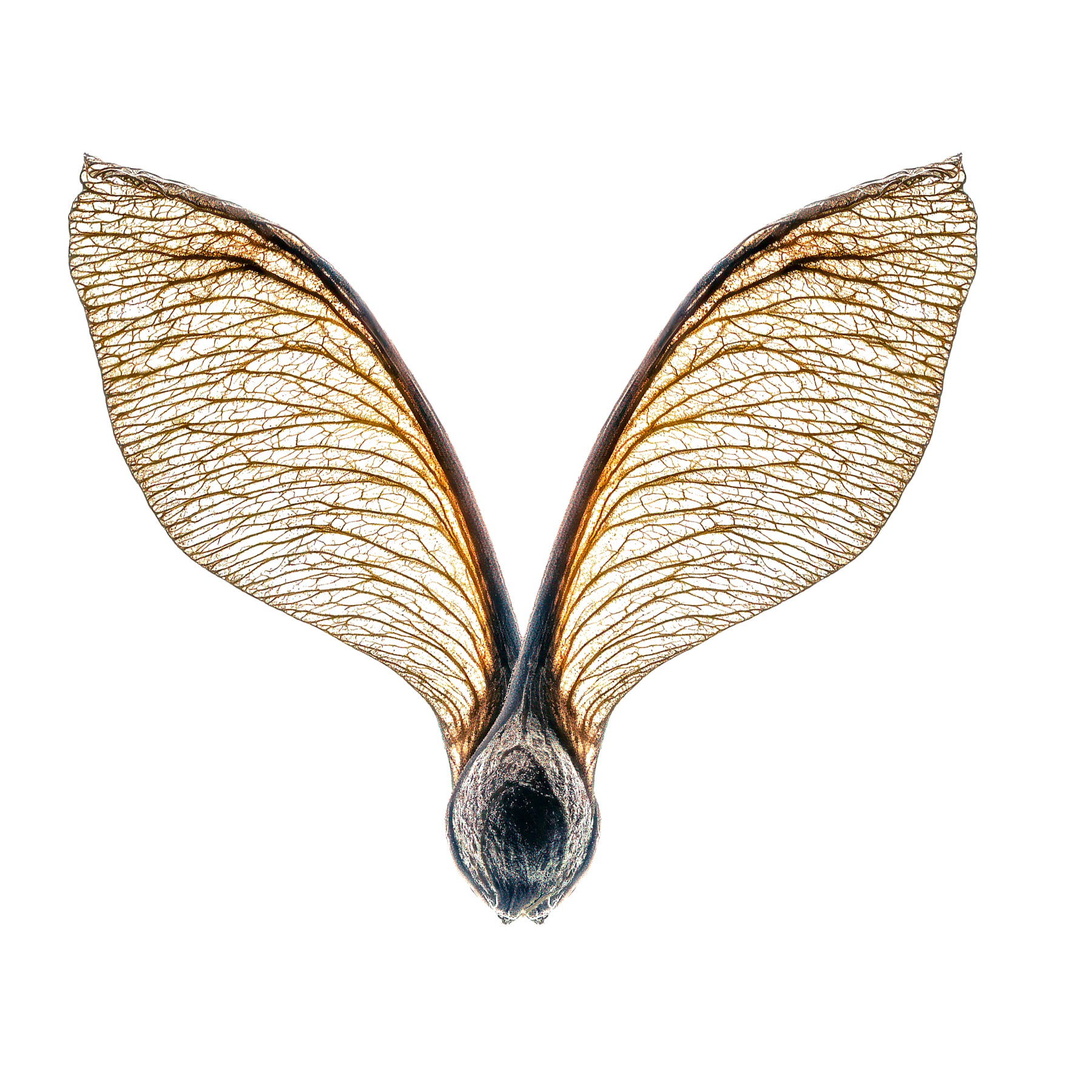 Portfolio Image