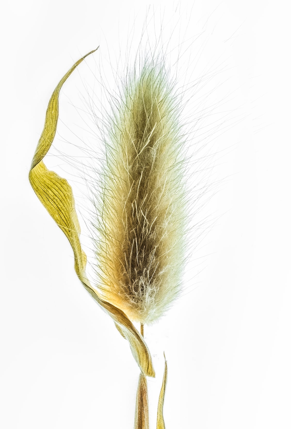 Portfolio Image