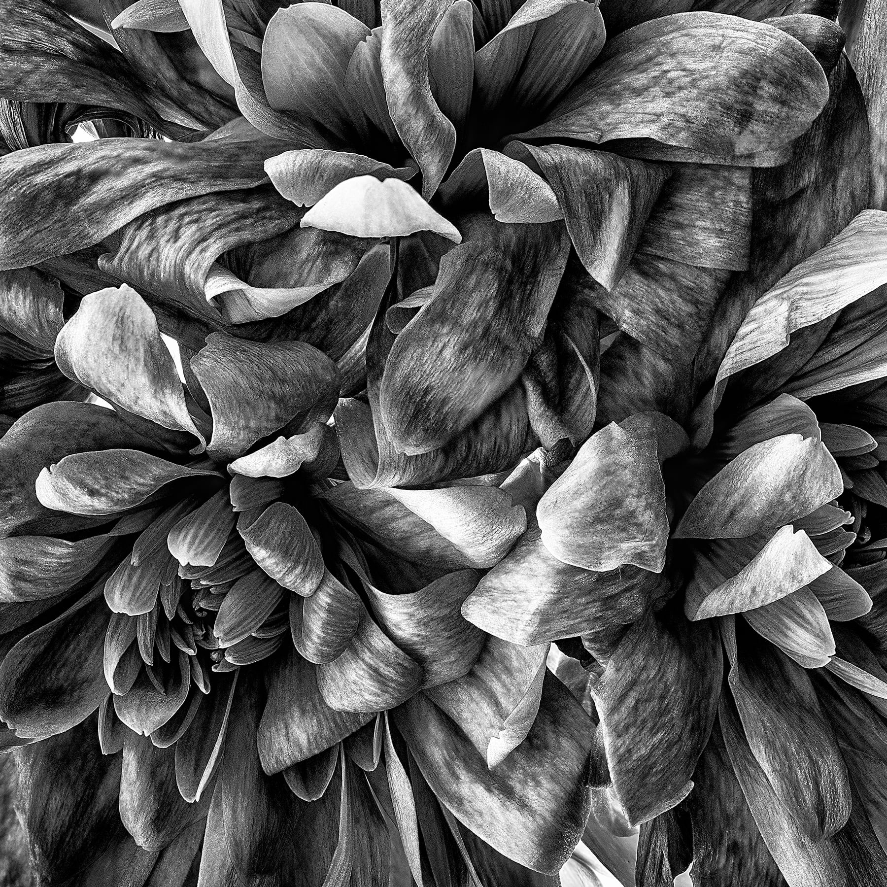 Portfolio Image