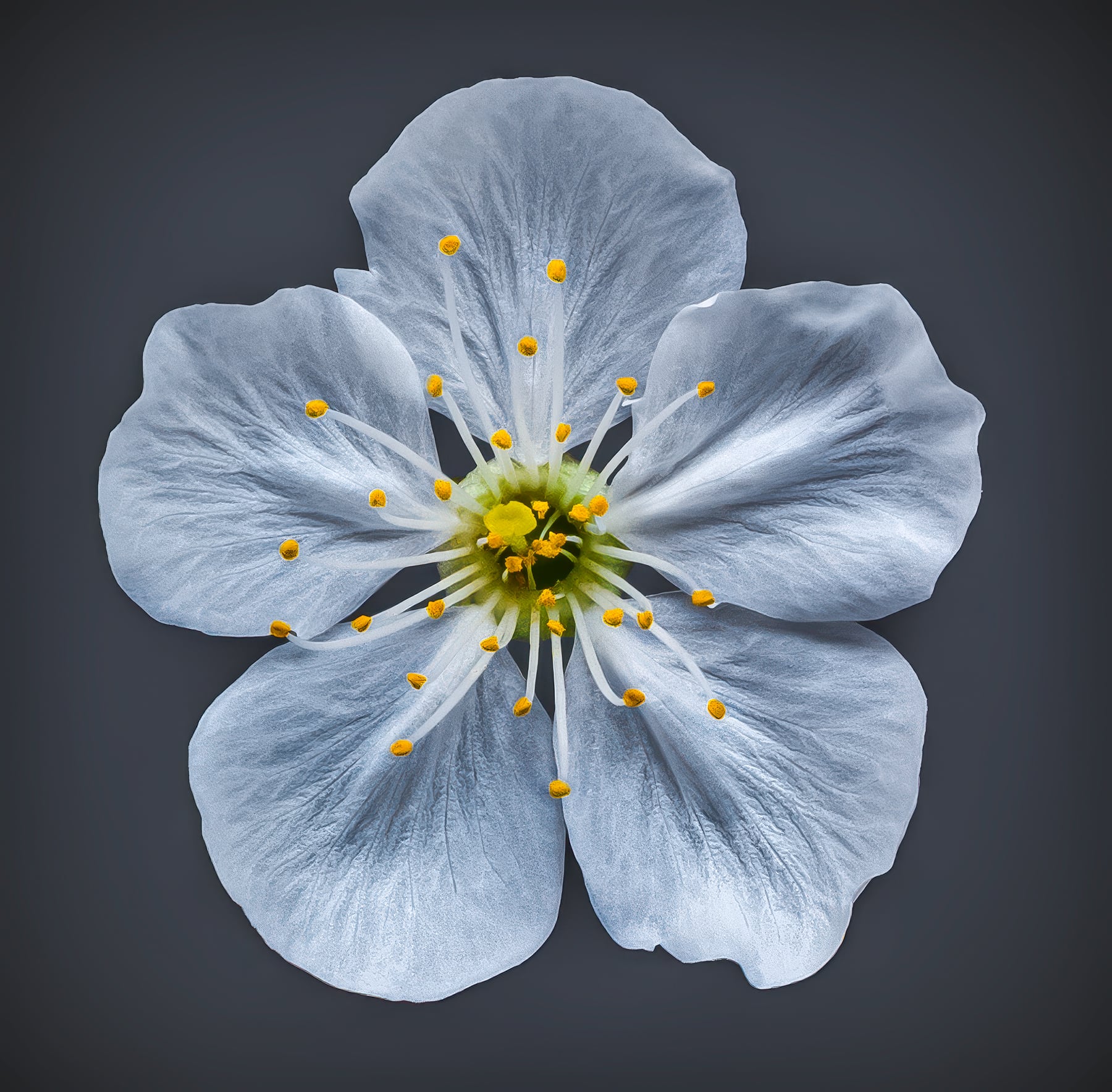 Portfolio Image